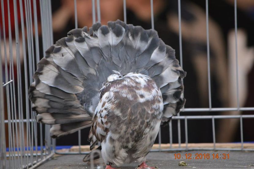 15327483_1153177188130493_7097198483659305123_n - Expozitia specializata Fantail Club Romania 2016
