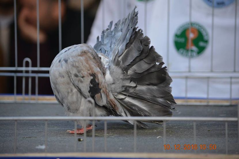 15337417_1153170614797817_7178618150678101801_n - Expozitia specializata Fantail Club Romania 2016