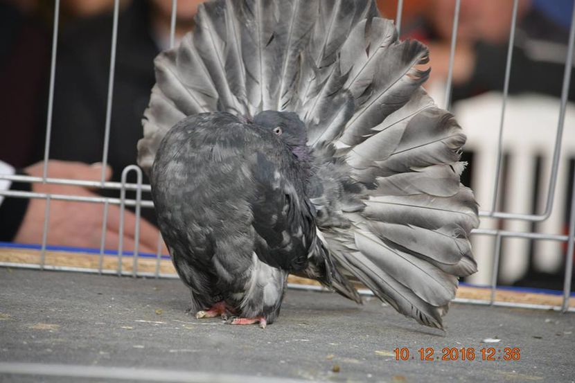 15337484_1153175918130620_8761092521851011390_n - Expozitia specializata Fantail Club Romania 2016