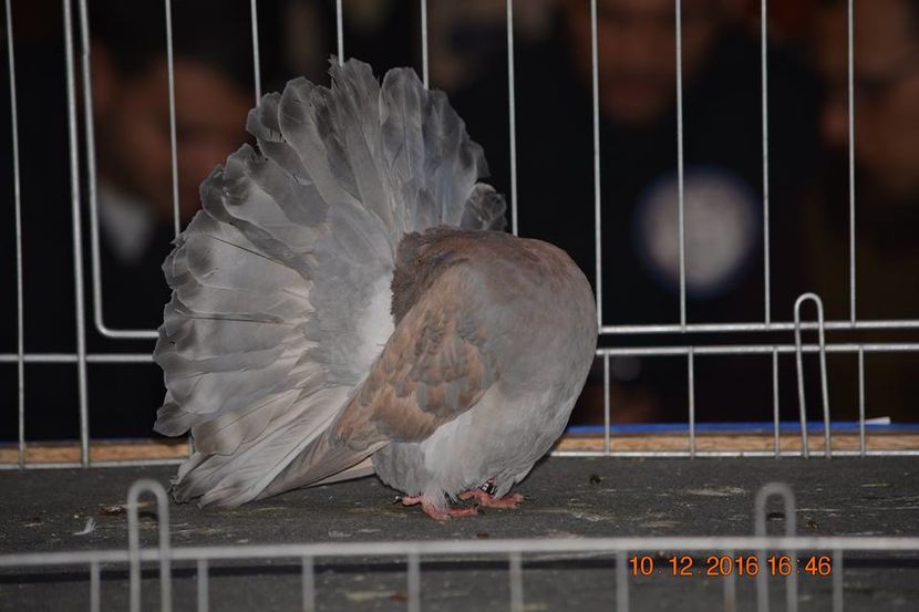 15337498_1153202684794610_6672504105127977673_n