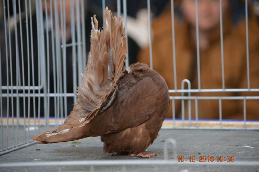 15337504_1153162058132006_108556739496222990_n