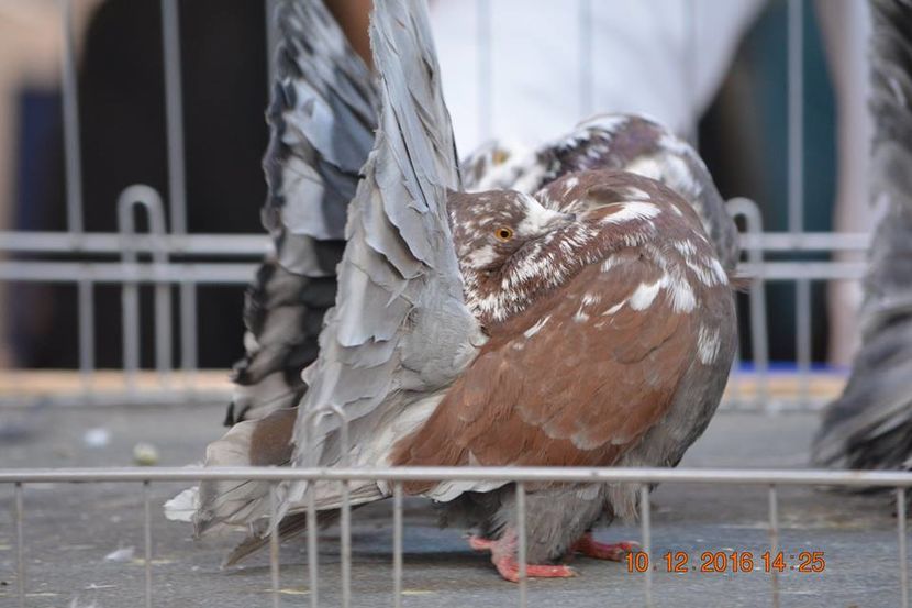 15337537_1153175124797366_3613374562525650750_n