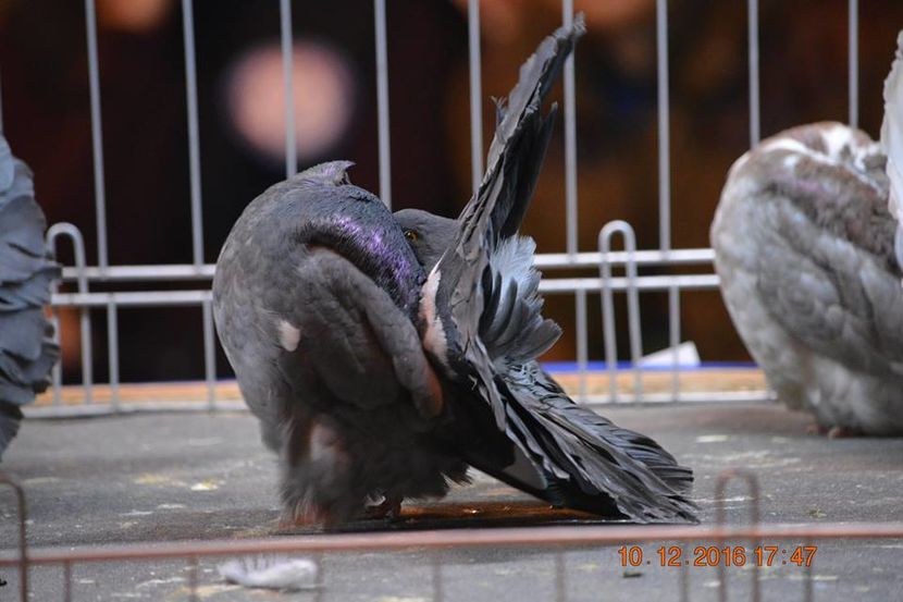 15337642_1153228768125335_1828707800923773551_n