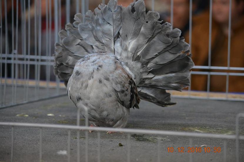 15337665_1153171148131097_599790020462707082_n