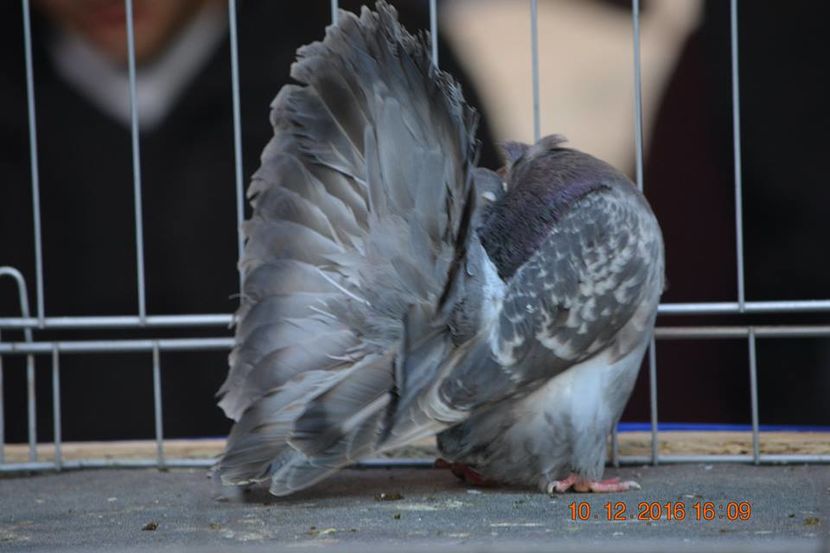 15338607_1153203614794517_569798732804532563_n - Expozitia specializata Fantail Club Romania 2016