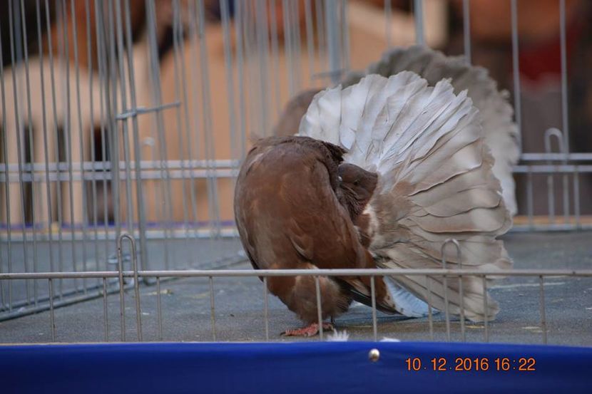 15338616_1153204051461140_2854776358559293923_n - Expozitia specializata Fantail Club Romania 2016