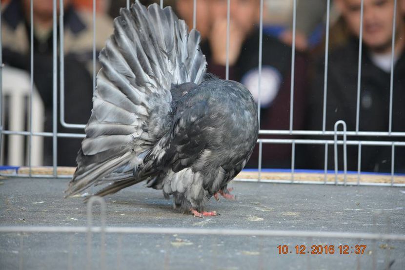 15338636_1153176238130588_3630823129088597369_n