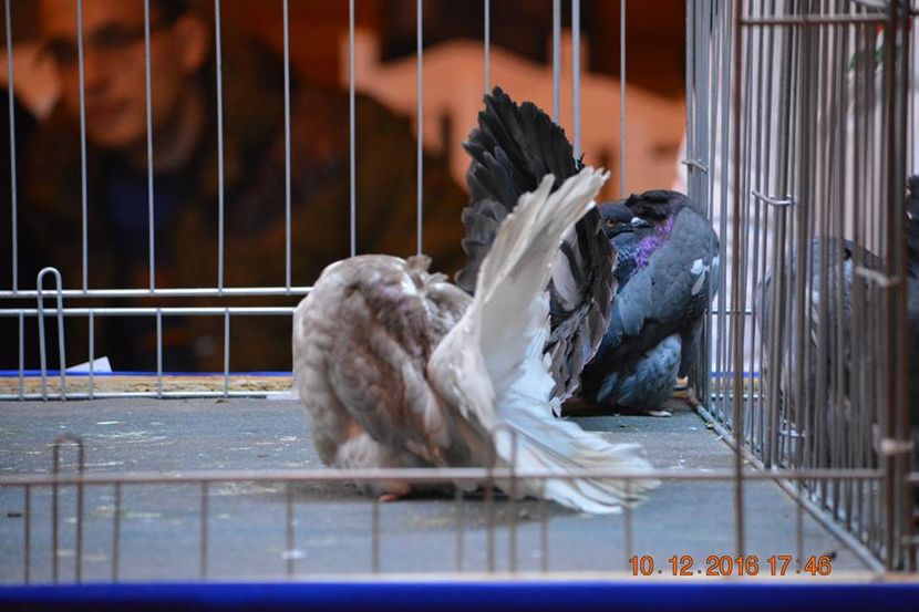 15338675_1153229318125280_2808135393057250926_n