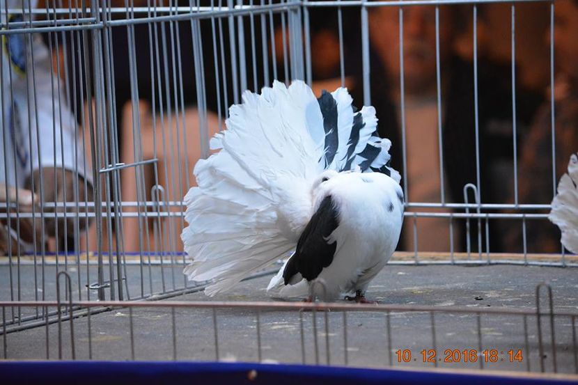 15338710_1153229201458625_4111031629028876995_n - Expozitia specializata Fantail Club Romania 2016