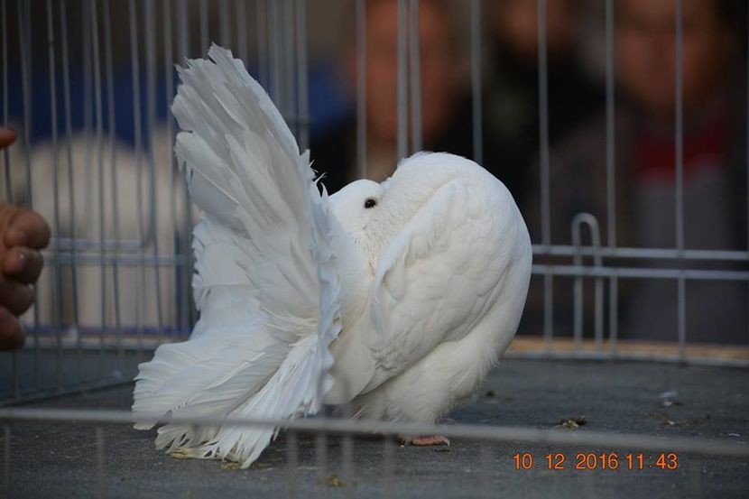 15338741_1153168924797986_5147065681243259004_n