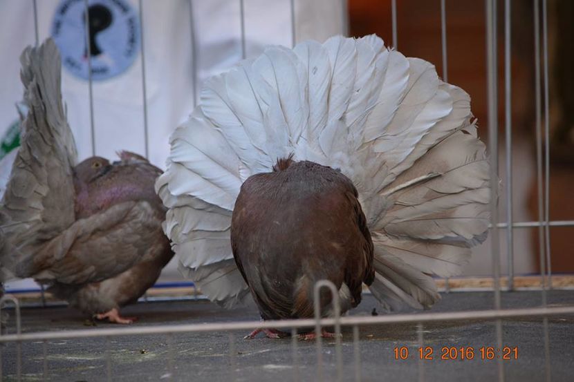 15338741_1153204024794476_5843896605371290316_n