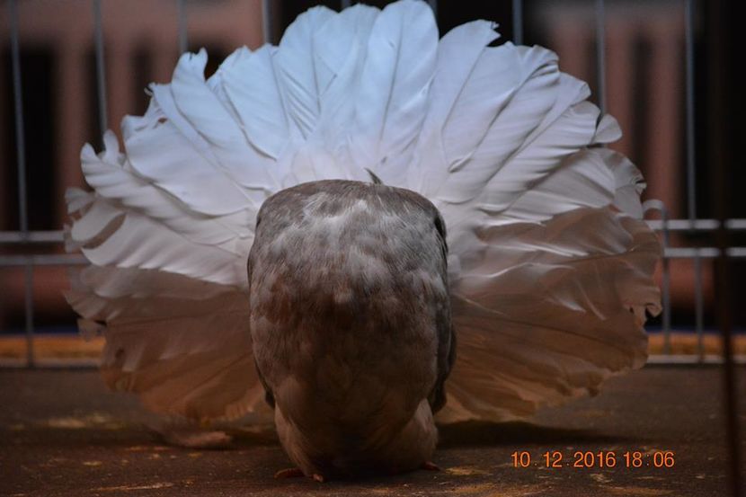 15338799_1153229511458594_1663193804721823457_n