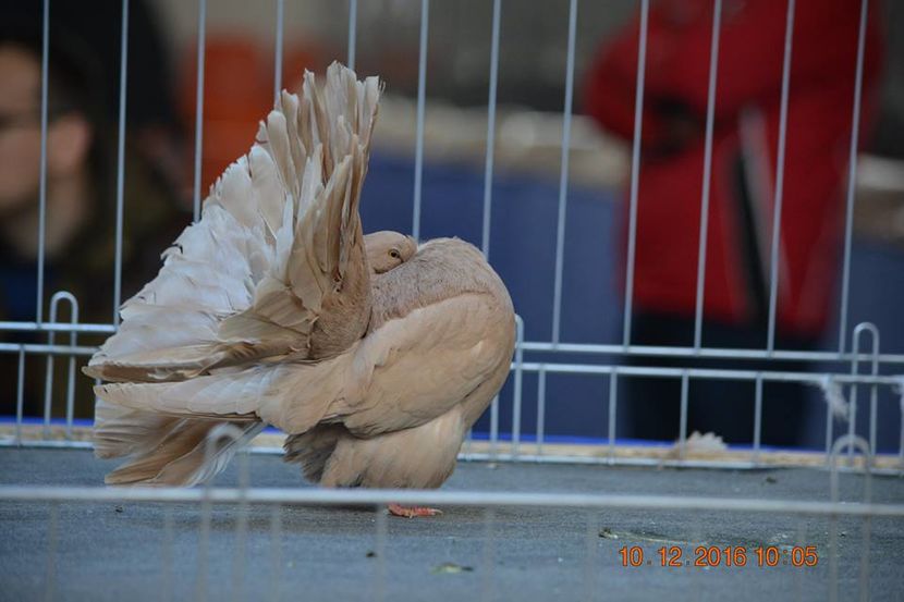 15349583_1153161584798720_5006443428315723476_n - Expozitia specializata Fantail Club Romania 2016