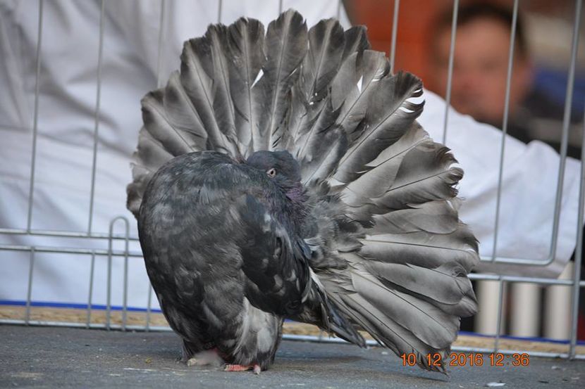 15349625_1153176484797230_3087780459703055989_n