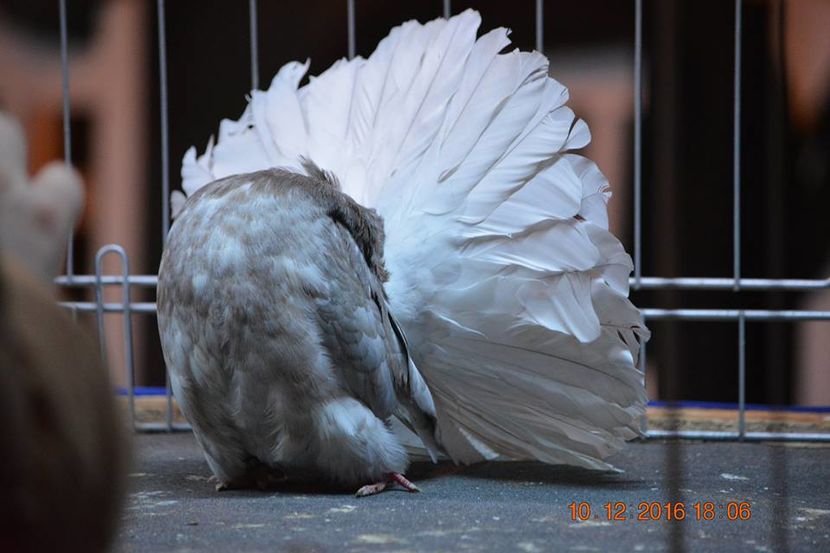 15349690_1153228964791982_8930033820025334583_n - Expozitia specializata Fantail Club Romania 2016