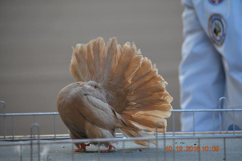 15349705_1153160968132115_6916323480980639881_n