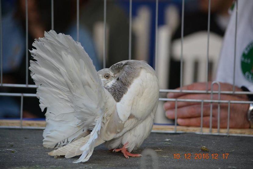 15349713_1153175004797378_8253773128457753636_n