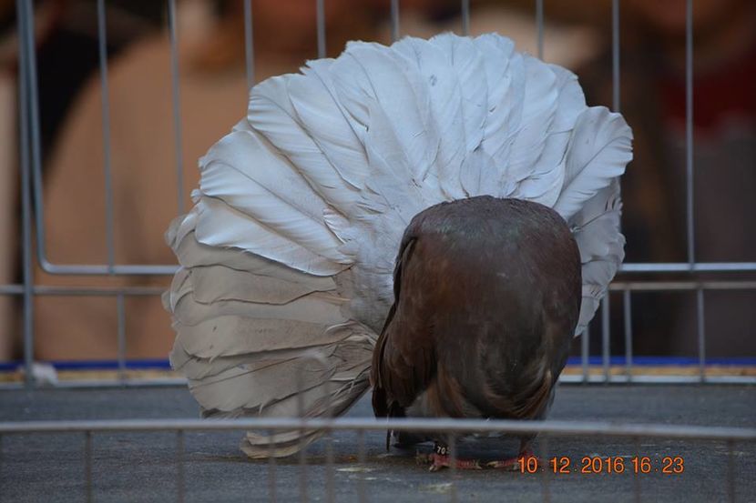 15349724_1153203784794500_1224573051631940866_n