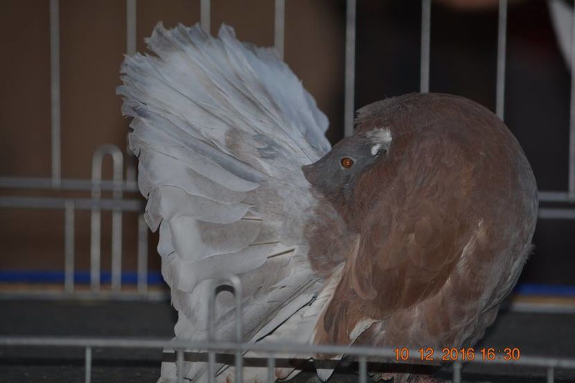 15349726_1153202878127924_2239759694663624372_n