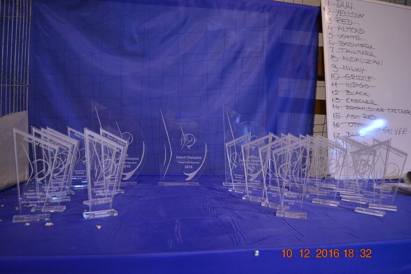 15380337_1153229208125291_3045863477426284414_n - Expozitia specializata Fantail Club Romania 2016