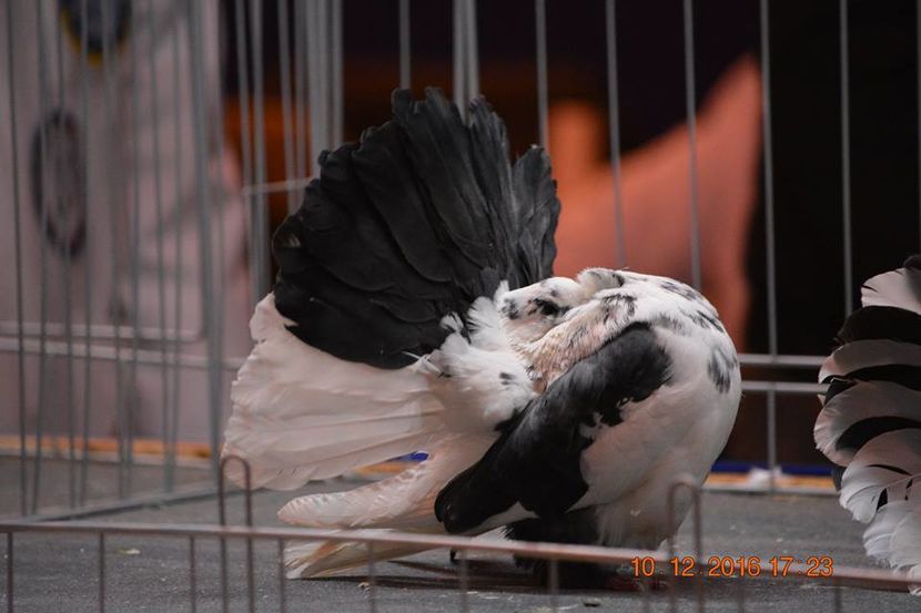 15380536_1153220381459507_2491994351419655192_n - Expozitia specializata Fantail Club Romania 2016