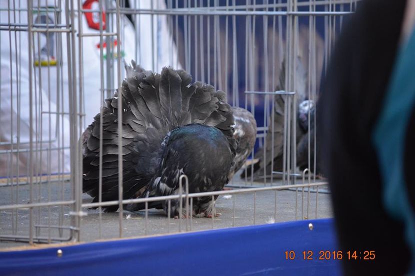 15380587_1153178124797066_868395328744137265_n - Expozitia specializata Fantail Club Romania 2016