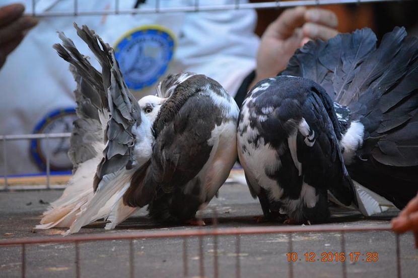 15380596_1153224748125737_1839745829018125049_n - Expozitia specializata Fantail Club Romania 2016