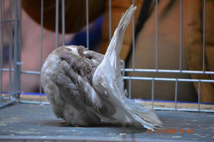 15380611_1153236914791187_4644819890149194524_n - Expozitia specializata Fantail Club Romania 2016