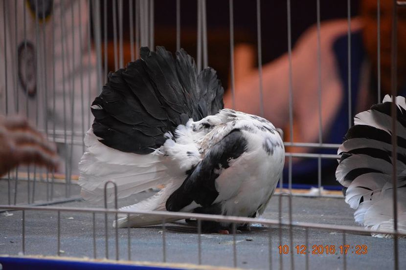 15380703_1153220511459494_623261078083684002_n - Expozitia specializata Fantail Club Romania 2016