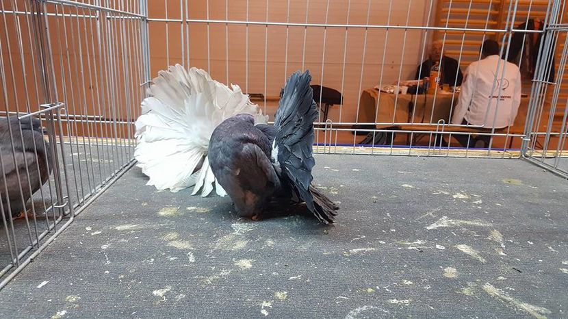 15380733_916146255181914_6011445716289159022_n - Expozitia specializata Fantail Club Romania 2016