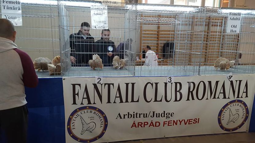 15380856_1165926543525404_789690821390626519_n - Expozitia specializata Fantail Club Romania 2016