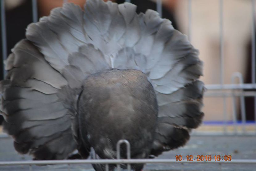 15390738_1153203418127870_8083141164642105106_n - Expozitia specializata Fantail Club Romania 2016