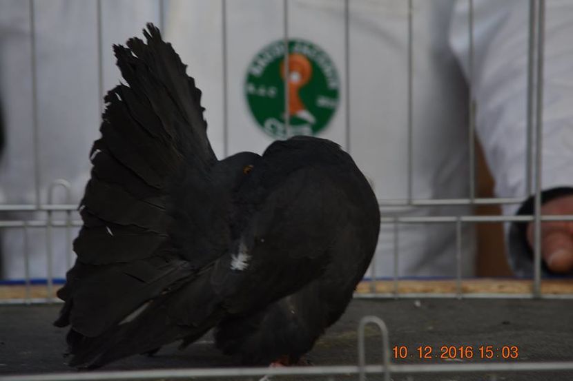 15391161_1153180454796833_7001797023765626853_n - Expozitia specializata Fantail Club Romania 2016