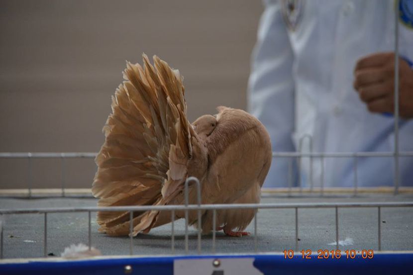 15400334_1153161141465431_7697535599273999933_n