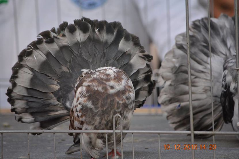 15400335_1153176734797205_5395830703863759182_n