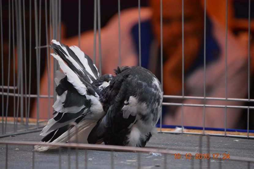 15400387_1153221791459366_1527759874655575973_n