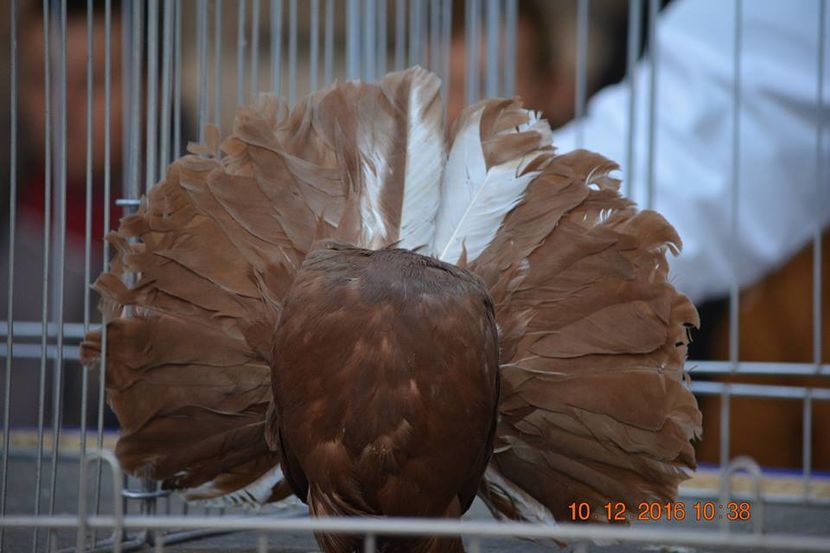 15400483_1153162211465324_4906727631652273580_n