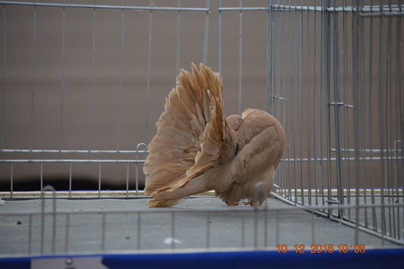 15400530_1153161298132082_2087665922587506529_n