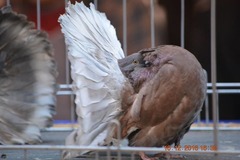15400578_1153203788127833_9064194126059054606_n - Expozitia specializata Fantail Club Romania 2016
