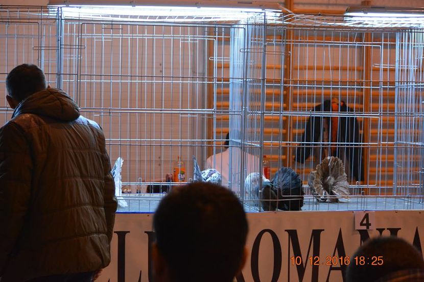 15401044_1153229914791887_458656291621471543_n