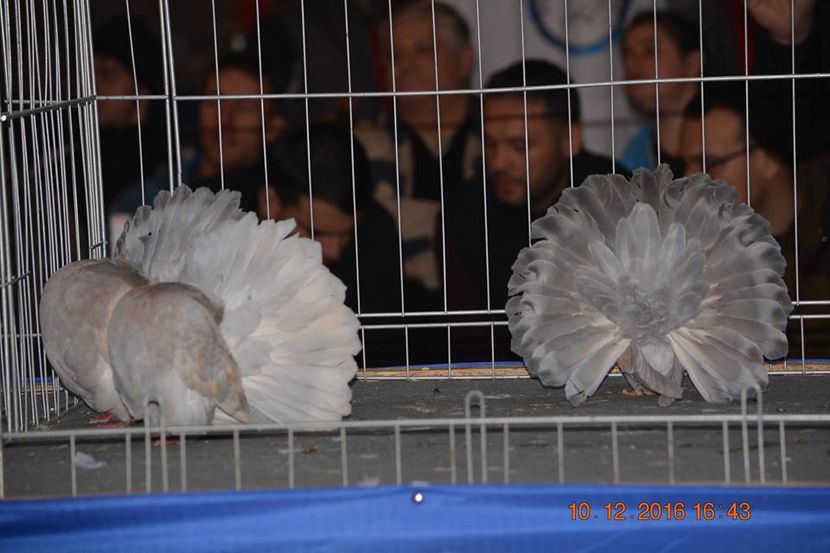 15401056_1153203021461243_7280117426967303505_n - Expozitia specializata Fantail Club Romania 2016