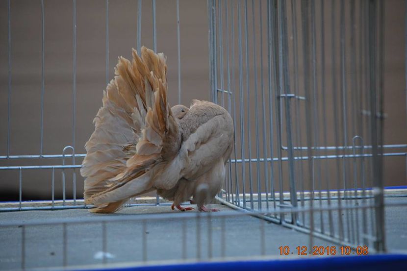 15401132_1153162064798672_9000329843028491546_n - Expozitia specializata Fantail Club Romania 2016