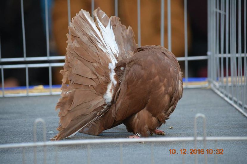 15401159_1153161581465387_4366126882190034028_n - Expozitia specializata Fantail Club Romania 2016