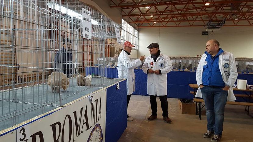 15420791_1165926716858720_7575120399247820208_n - Expozitia specializata Fantail Club Romania 2016
