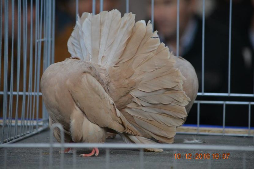 15420869_1153160981465447_646183594029199521_n - Expozitia specializata Fantail Club Romania 2016