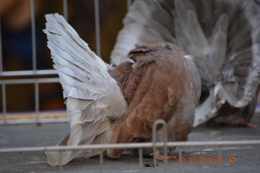 15420931_1153204431461102_1045461564797000270_n - Expozitia specializata Fantail Club Romania 2016