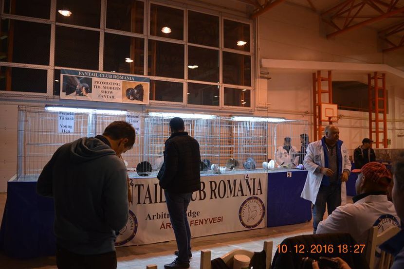 15420942_1153228148125397_4080129525665022089_n - Expozitia specializata Fantail Club Romania 2016