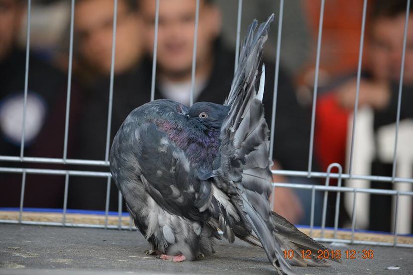 15439757_1153178098130402_415968099106018279_n - Expozitia specializata Fantail Club Romania 2016