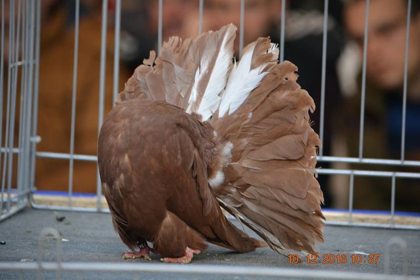 15439858_1153161914798687_6844069118568731770_n