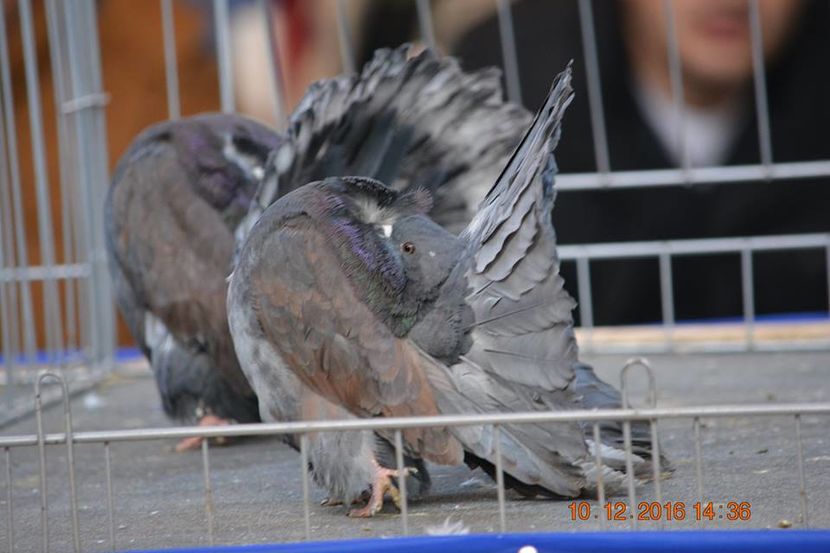 15439863_1153181814796697_4434443728184382598_n